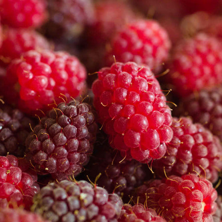 Loganberry Plant 'LY654'