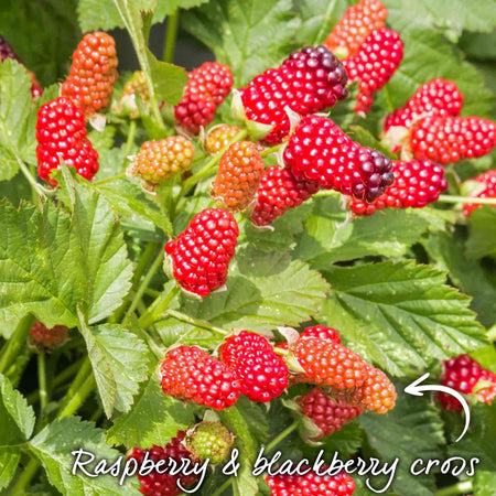 Loganberry Plant 'LY654'