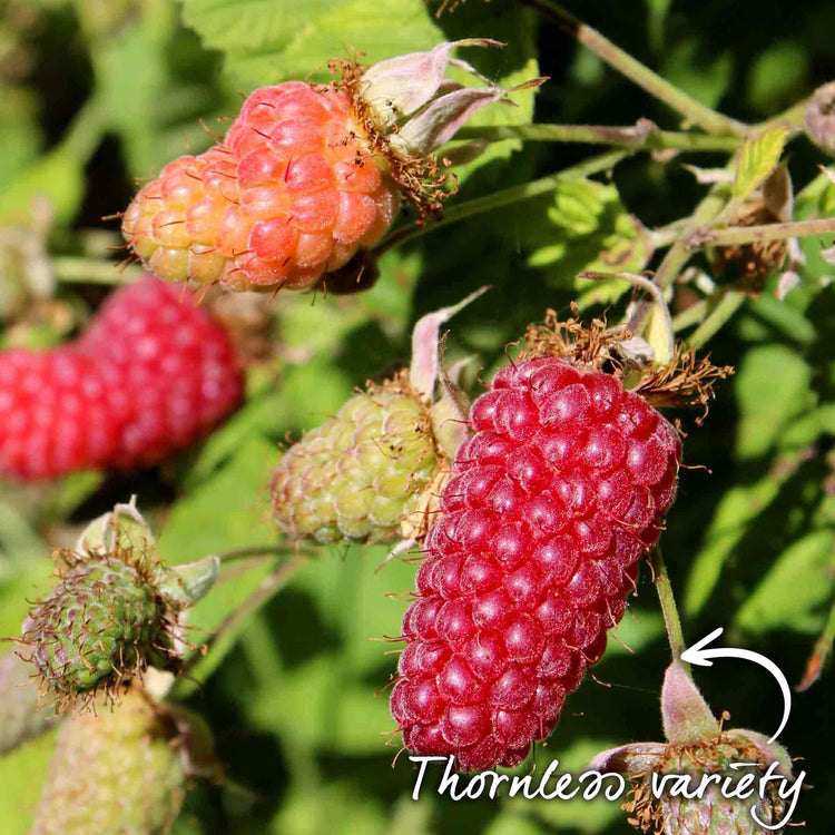 Loganberry Plant 'LY654'