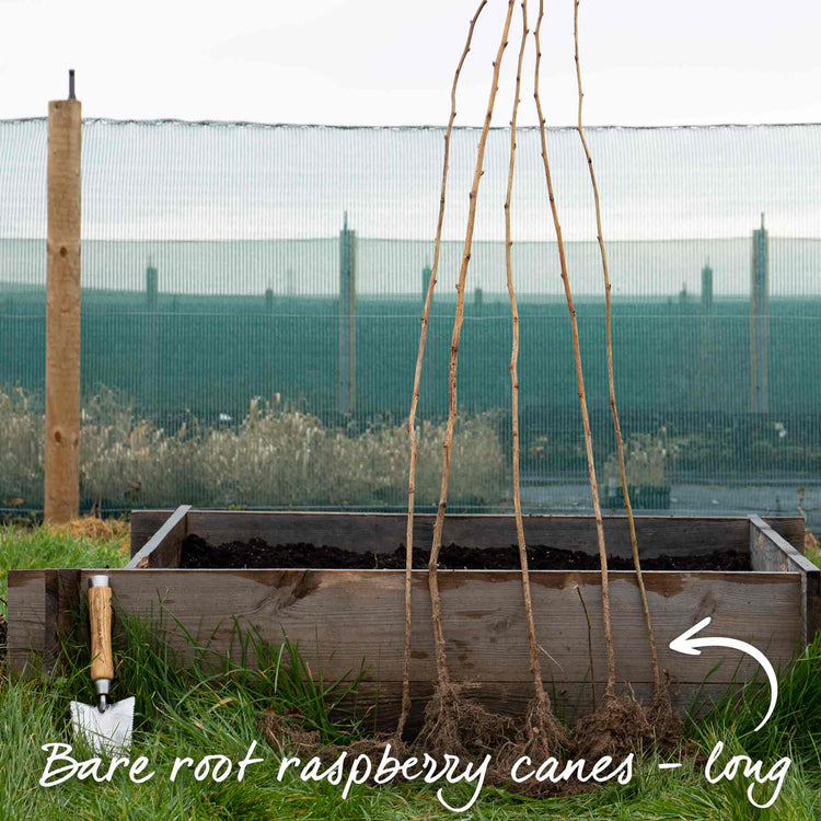 Raspberry Cane Clips Raspberry Plant 'Tulameen' | Marshalls Garden