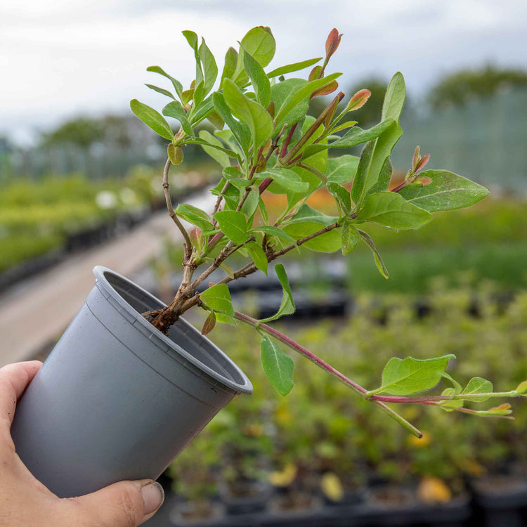 Honeysuckle 'Graham Thomas'