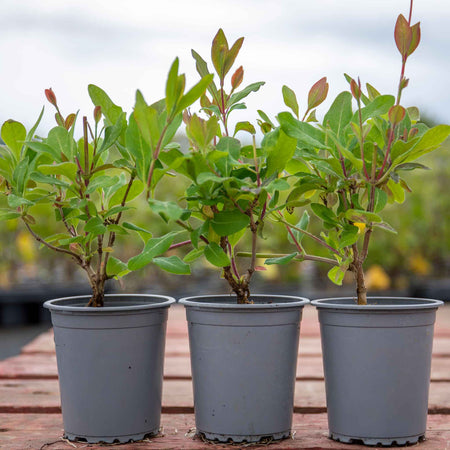 Honeysuckle Plant 'Graham Thomas'