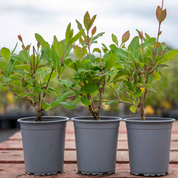 Honeysuckle 'Graham Thomas'
