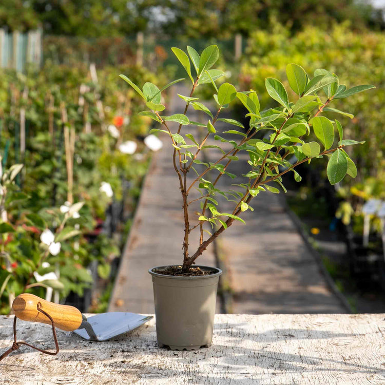 Honeyberry Plant 'Honeybee'