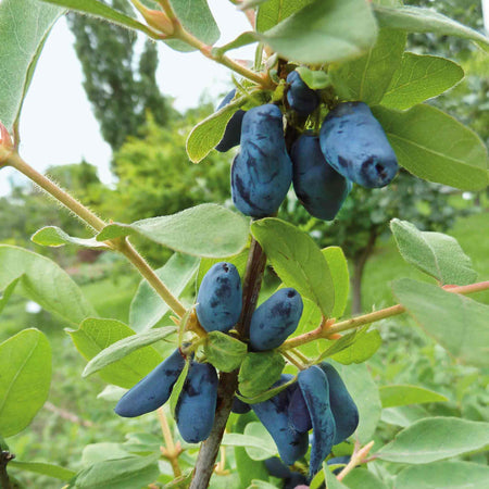 Honeyberry Plant 'Honeybee'