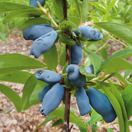 Honeyberry Plant 'Honeybee'