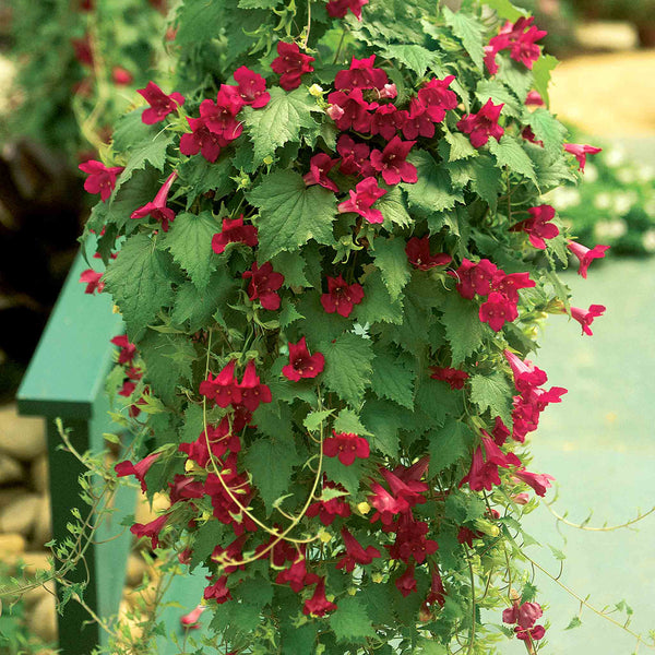 Lofos Plant 'Wine Red'