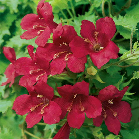 Lofos Plant 'Wine Red'