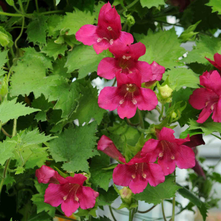 Lofos Plant 'Wine Red'