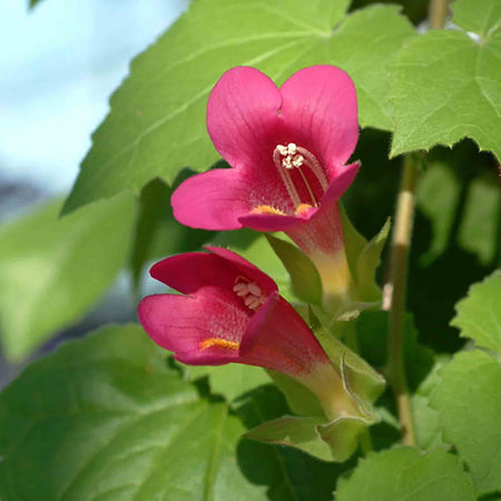Lofos Plant 'Wine Red'
