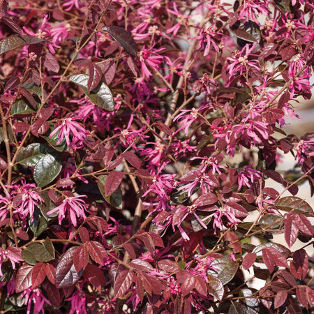 Loropetalum ‘Fire Dance’ (Chinese Witch Hazel)