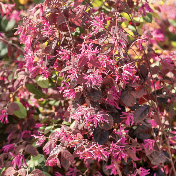 Loropetalum ‘Fire Dance’ (Chinese Witch Hazel)
