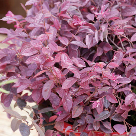 Loropetalum ‘Fire Dance’ (Chinese Witch Hazel)