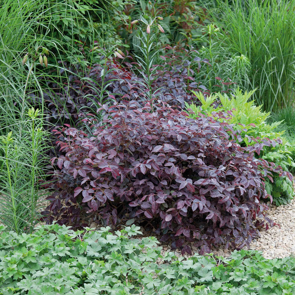 Loropetalum Fire Dance