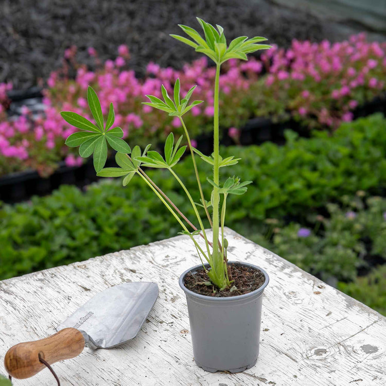 Lupin 'Legendary Blue Shades'