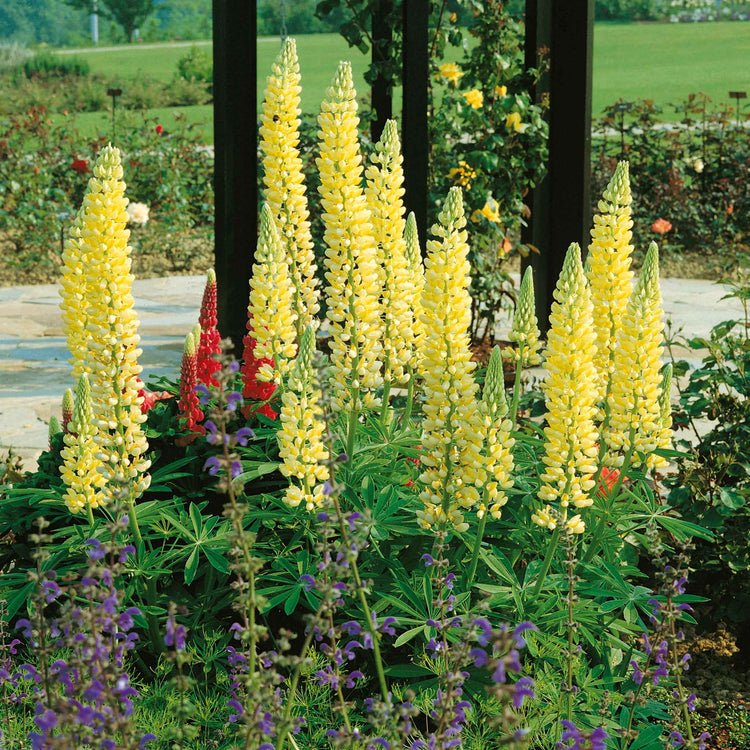 Lupin 'Chandelier'