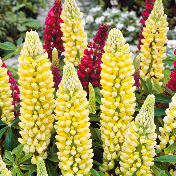 Lupin 'Chandelier'
