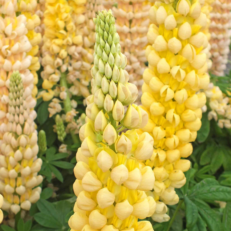 Lupin 'Chandelier'
