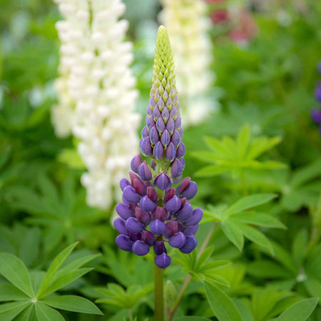 Lupin Plant 'Gallery Mix'