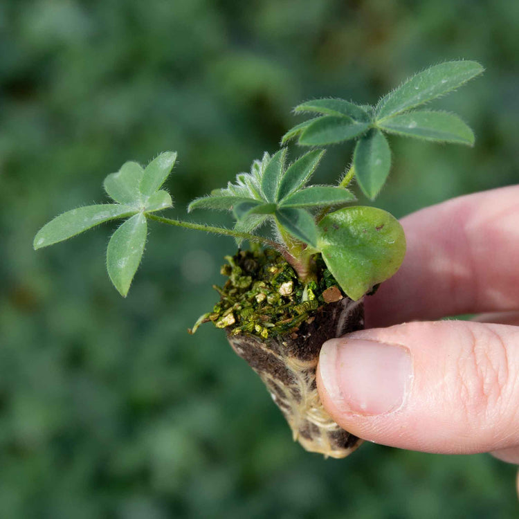 Lupin Plant 'Gallery Mix'