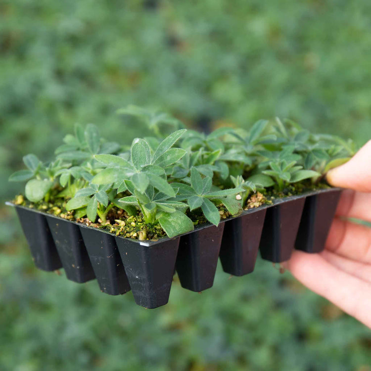 Lupin Plant 'Gallery Mix'