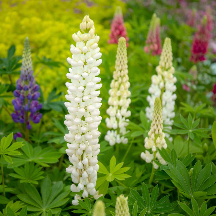 Lupin Plant 'Gallery Mix'