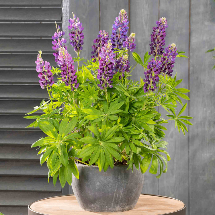 Lupin Plant 'Legendary Blue Shades'
