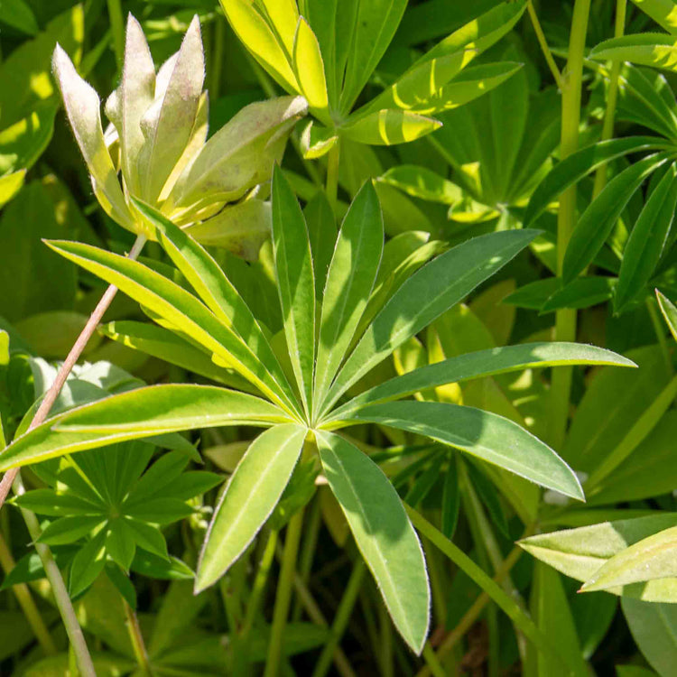 Lupin Plant 'Legendary Red Shades'