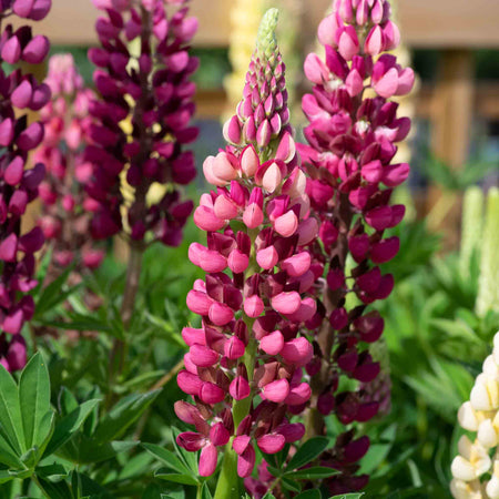 Lupin Plant 'Legendary Red Shades'