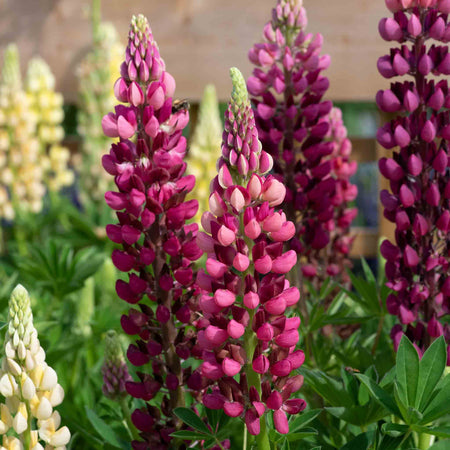 Lupin Plant 'Legendary Red Shades'