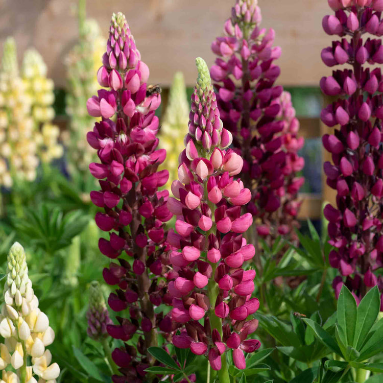 Lupin Plant 'Legendary Red Shades'