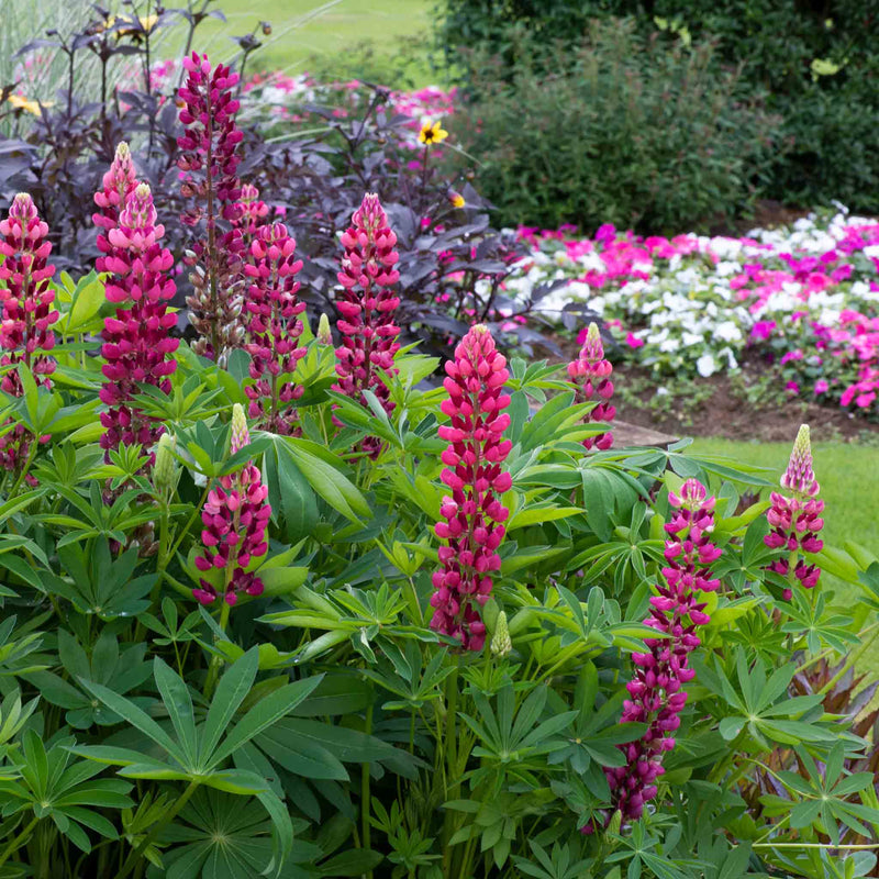 Lupin Plant 'Legendary Red Shades'
