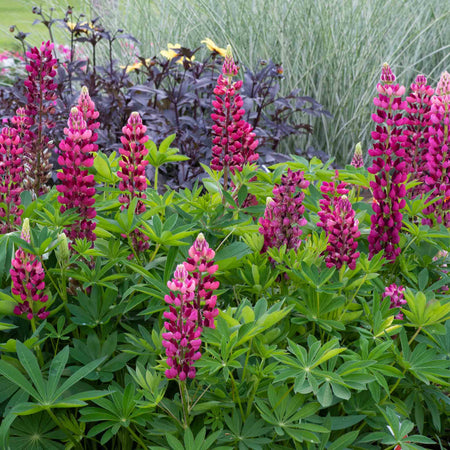 Lupin Plant 'Legendary Red Shades'