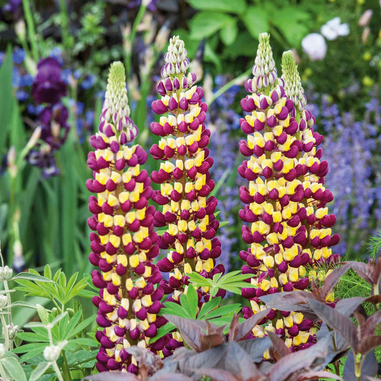 Lupin 'Manhattan Lights'