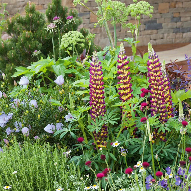 Lupin 'Manhattan Lights'