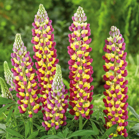 Lupin 'Manhattan Lights'