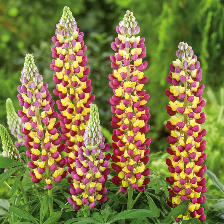 Lupin 'Manhattan Lights'
