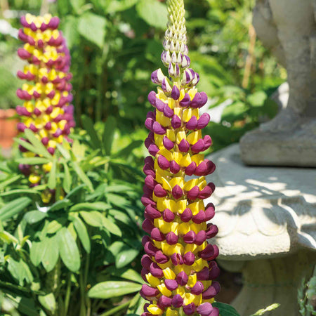 Lupin 'Manhattan Lights'