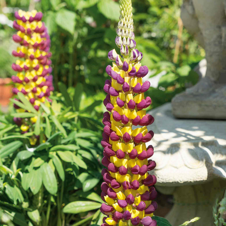 Lupin 'Manhattan Lights'