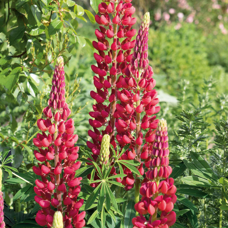 Lupin 'My Castle'