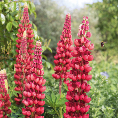 Lupin 'My Castle'