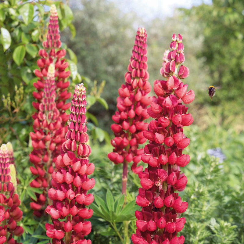 Lupin 'My Castle'