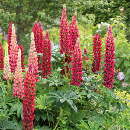 Lupin 'My Castle'