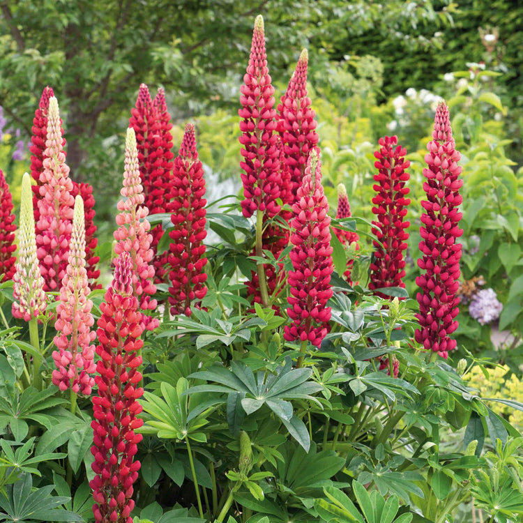 Lupin 'My Castle'