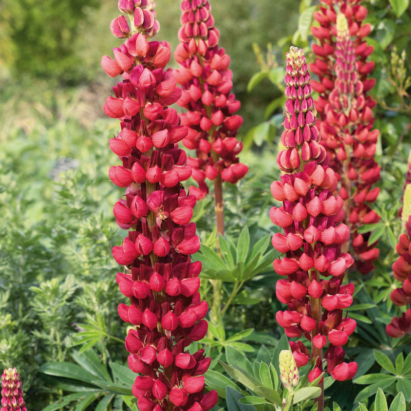 Lupin 'My Castle'