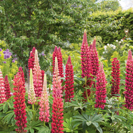 Lupin 'My Castle'