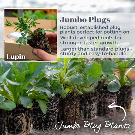 Lupin 'Legendary Blue Shades'