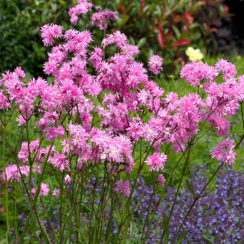 Lychnis Plant 'Petite Jenny'