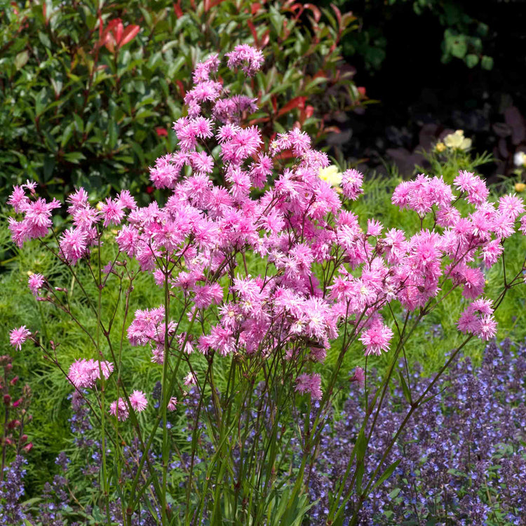 Lychnis Plant 'Petite Jenny'