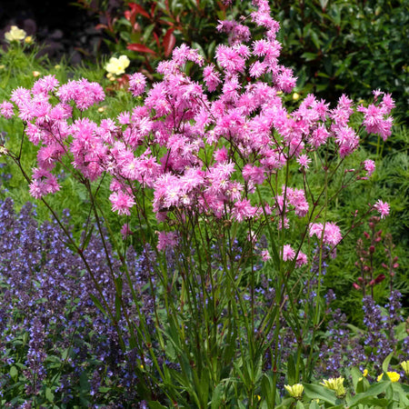 Lychnis Plant 'Petite Jenny'